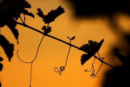 Leaf Branch Silhouette Flora