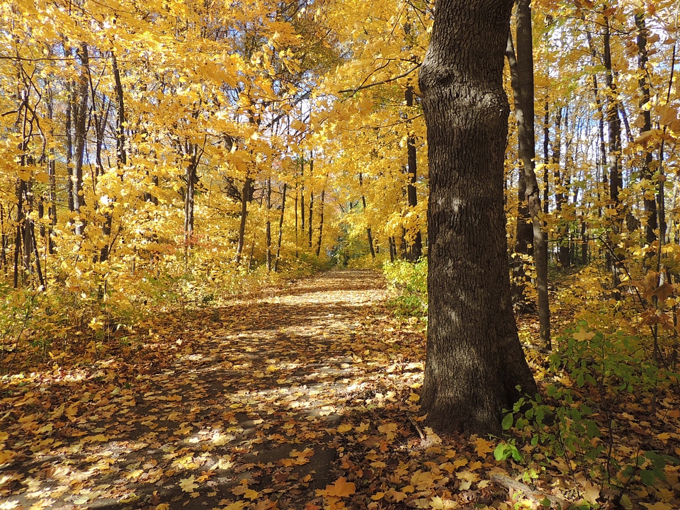 Path forest outdoor