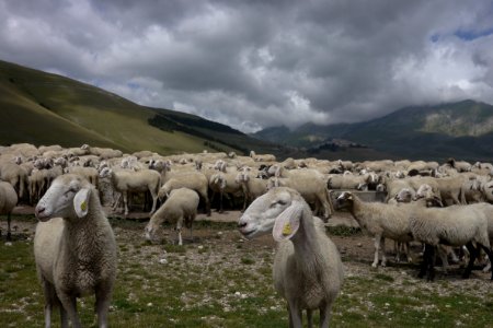 Herd Sheep Pasture Grazing photo