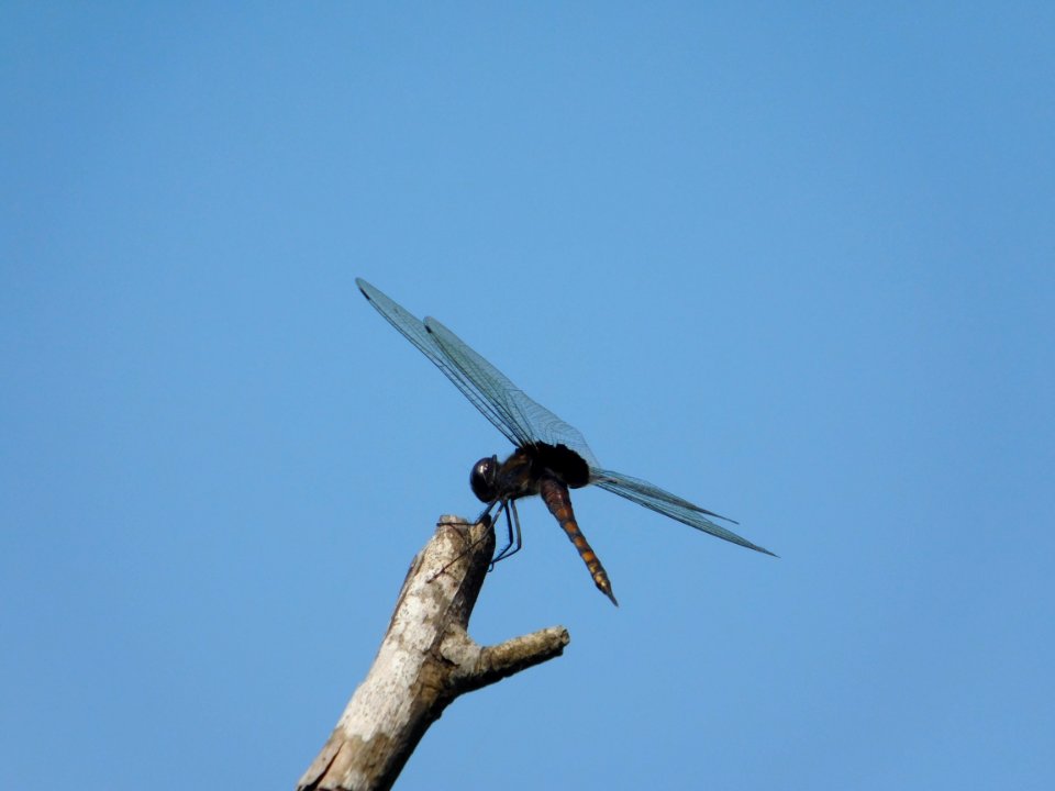 Sky Wing Insect Dragonfly