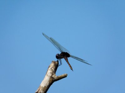 Sky Wing Insect Dragonfly