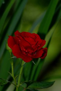 Flower Red Rose Family Rose photo