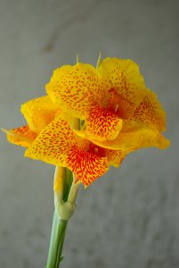 Flower Yellow Flora Orange