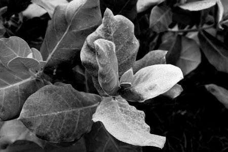 White Black And White Flora Monochrome Photography photo
