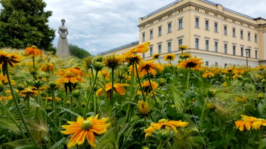 Flower Plant Yellow Flowering Plant