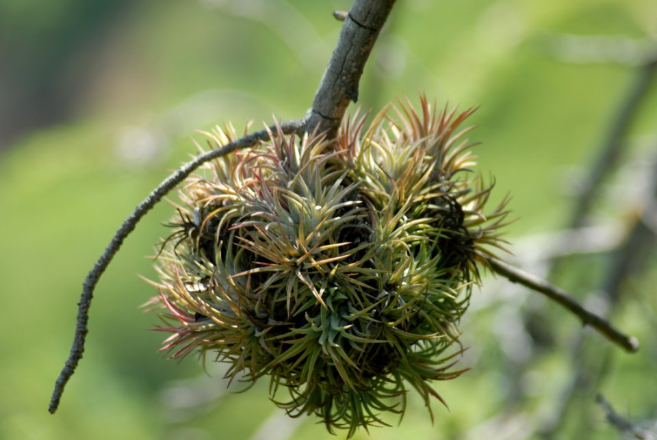 Flora Plant Burdock Branch