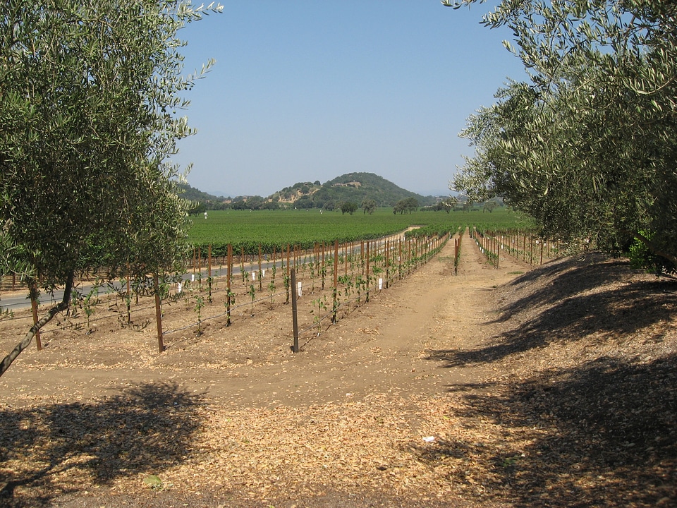 Grapevine american vineyard vineyard