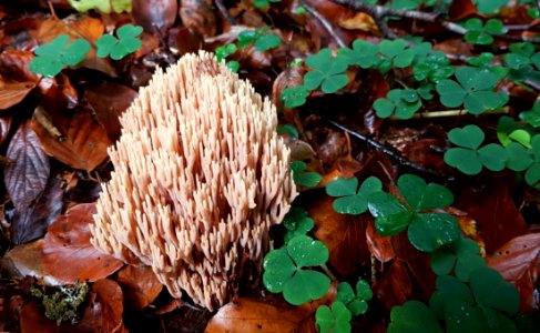 Fungus Leaf Mushroom Medicinal Mushroom photo