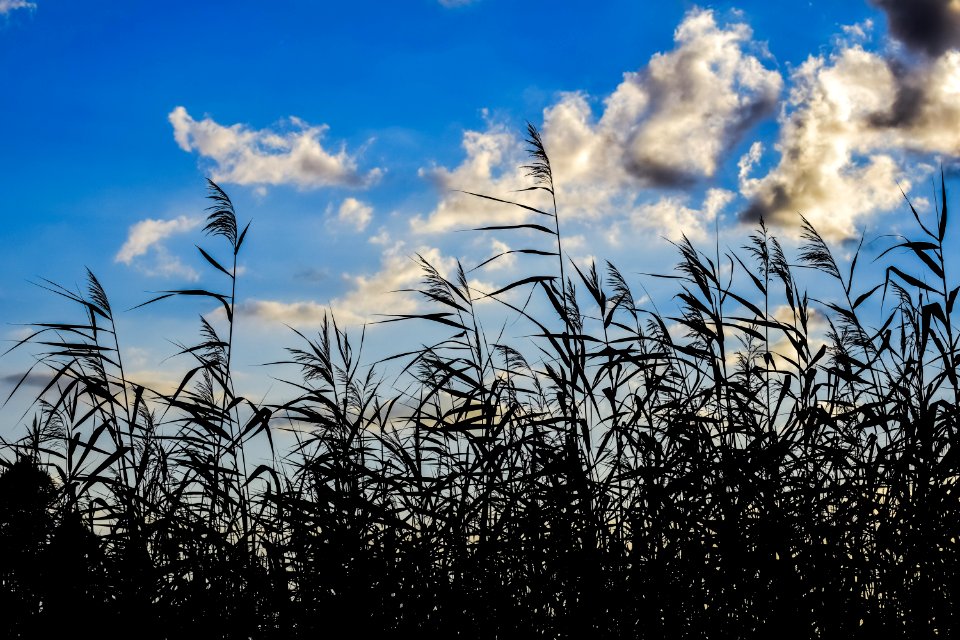 Sky Cloud Phragmites Grass Family