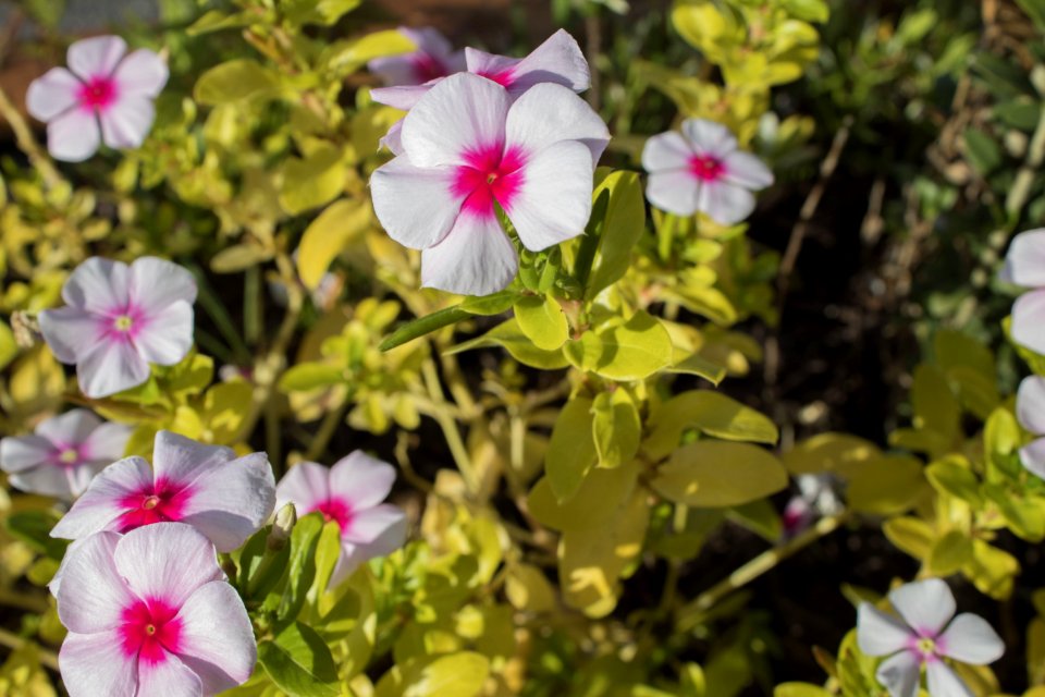 Flower Plant Flora Flowering Plant