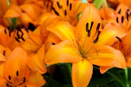 Flower Lily Yellow Plant