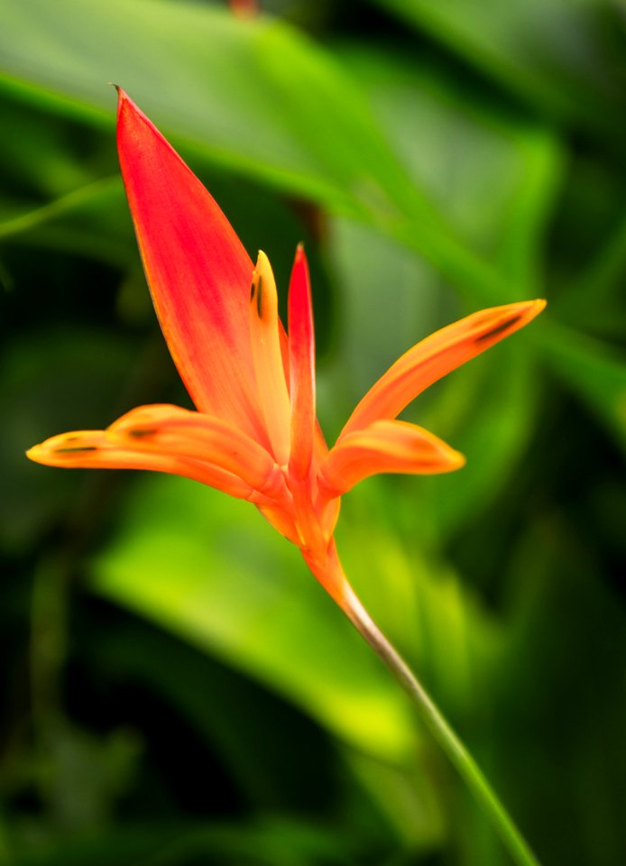 Flower Flora Plant Wildflower