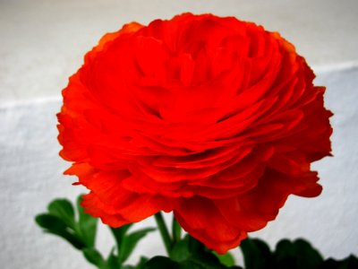 Flower Orange Rose Petal photo