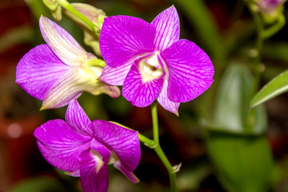 Flower Flowering Plant Plant Purple