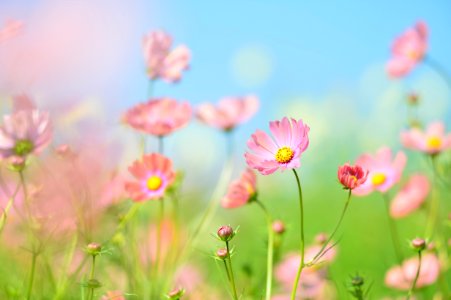 Flower Garden Cosmos Wildflower Flowering Plant photo