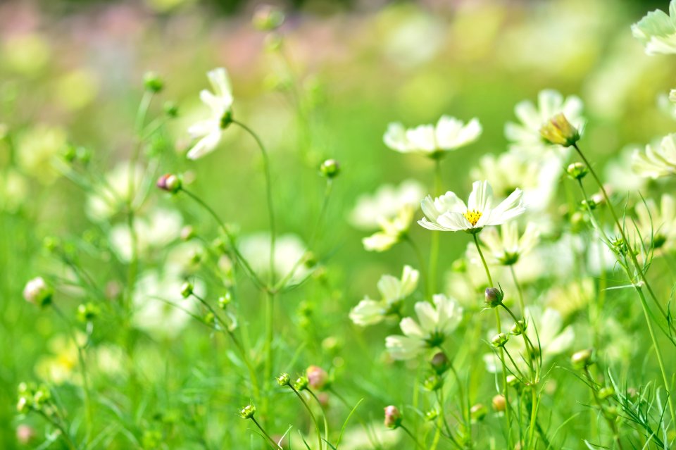 Flower Flora Grass Meadow