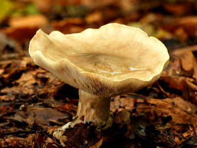 Fungus Mushroom Medicinal Mushroom Agaricaceae photo