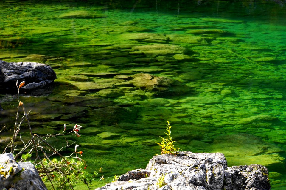 Nature Vegetation Water Reflection