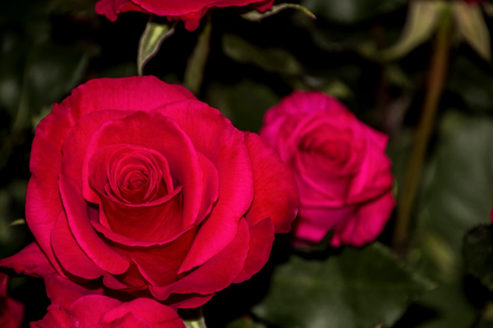 Flower Rose Rose Family Pink