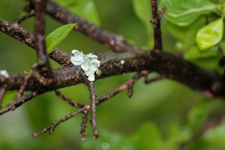 Branch Vegetation Leaf Twig photo