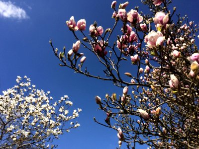 Branch Plant Sky Blossom