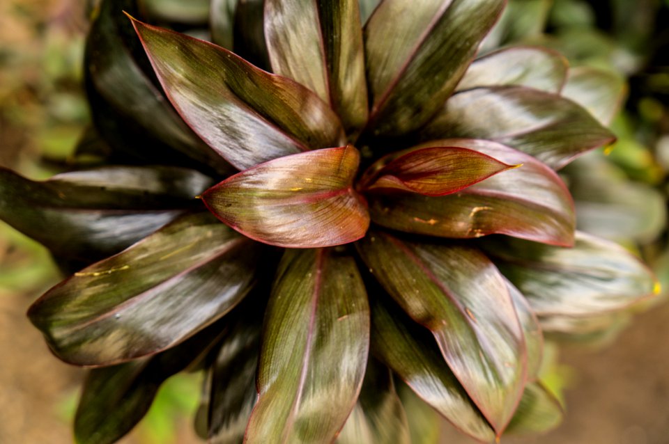 Plant Flower Flora Ti Plant