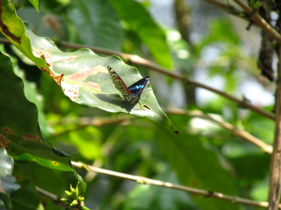 Insect Fauna Leaf Invertebrate
