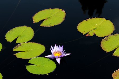 Leaf Water Flower Flora