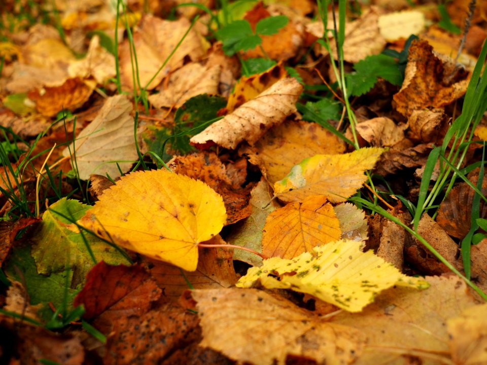 Leaf Fungus Deciduous Autumn