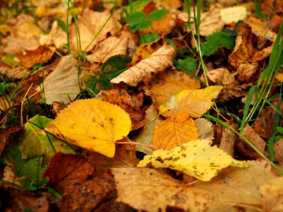 Leaf Fungus Deciduous Autumn photo