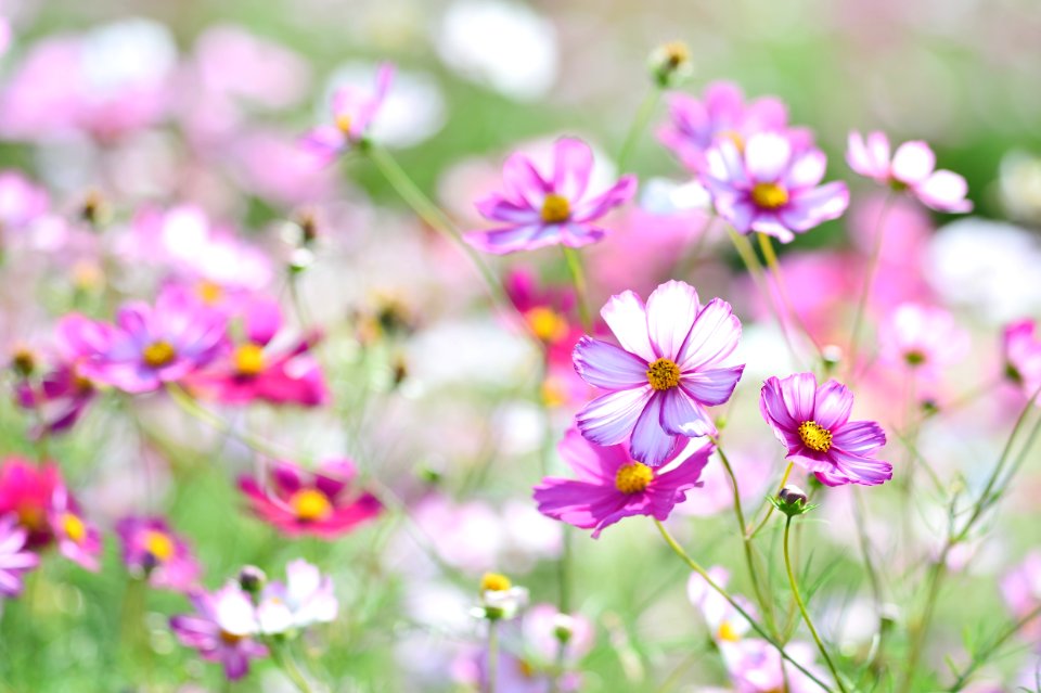 Flower Garden Cosmos Plant Flowering Plant