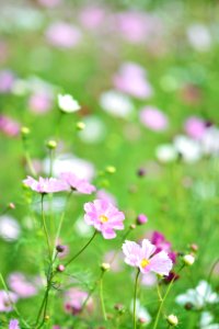 Flower Flowering Plant Plant Garden Cosmos photo