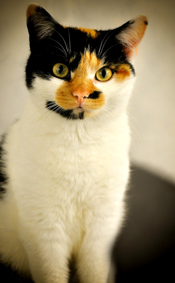 Cat Whiskers Small To Medium Sized Cats Cat Like Mammal