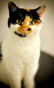 Cat Whiskers Small To Medium Sized Cats Cat Like Mammal photo