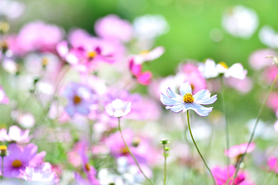 Flower Flora Garden Cosmos Plant photo