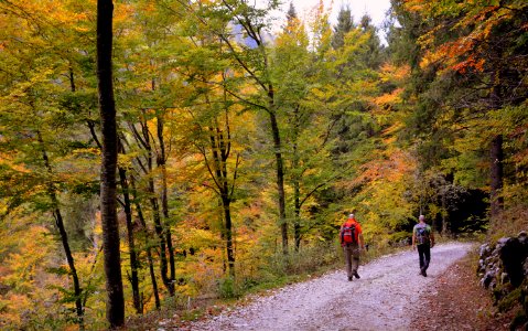 Path Nature Autumn Leaf photo