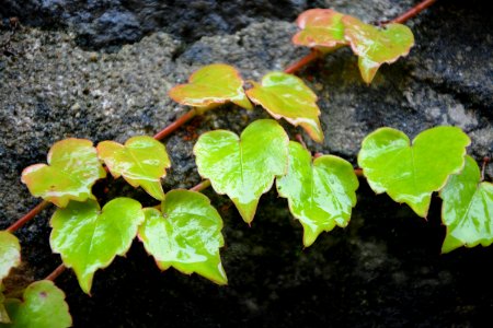 Plant Leaf Flora Ivy