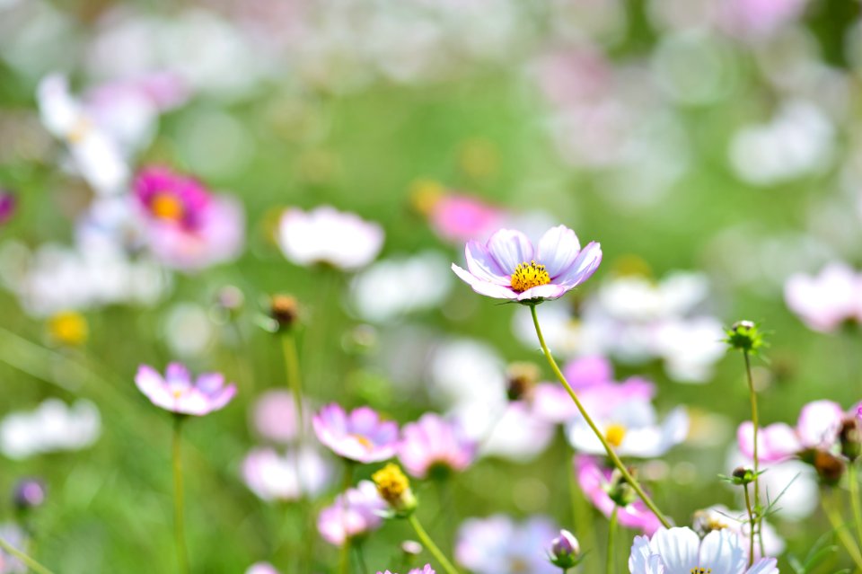 Flower Garden Cosmos Flora Plant photo