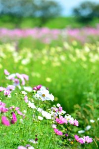 Flower Garden Cosmos Flowering Plant Grass