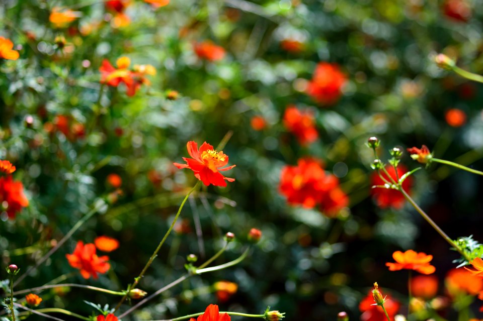 Flower Vegetation Flora Wildflower