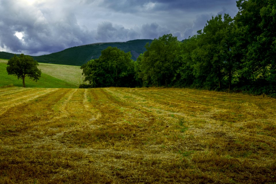 Grassland Field Sky Pasture
