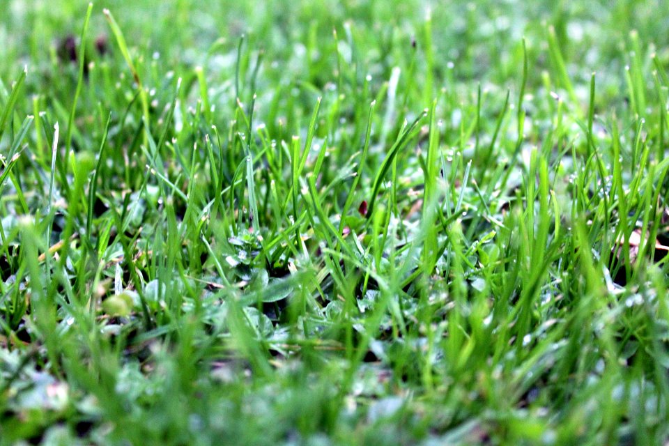 Grass Plant Moisture Grass Family