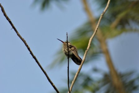 Bird Fauna Wildlife Flora photo