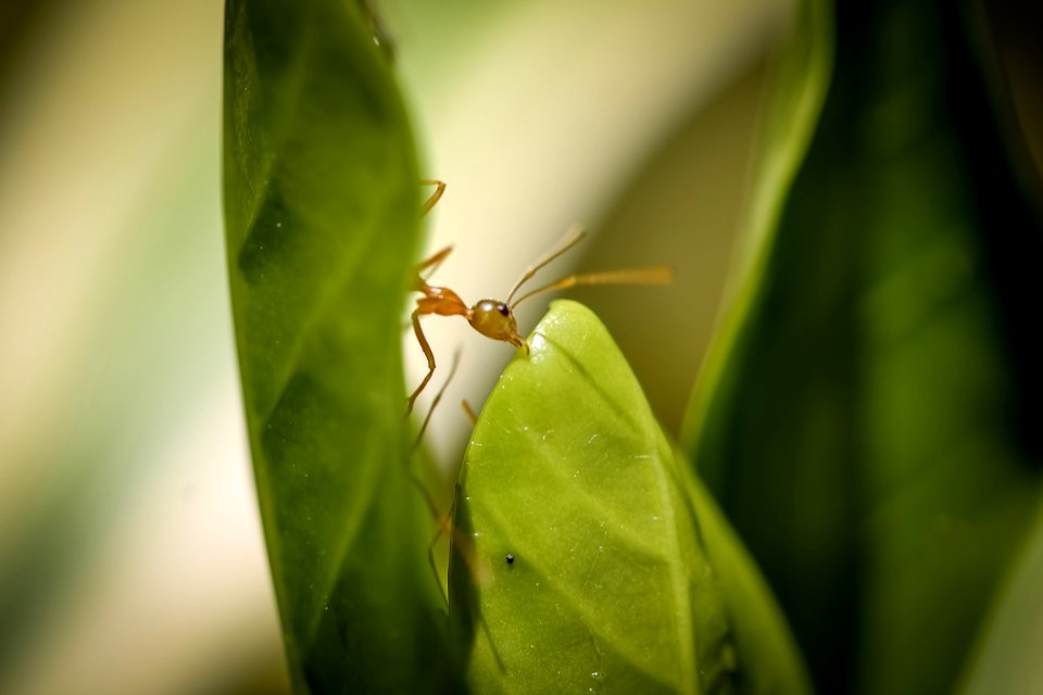Insect Leaf Macro Photography Pest