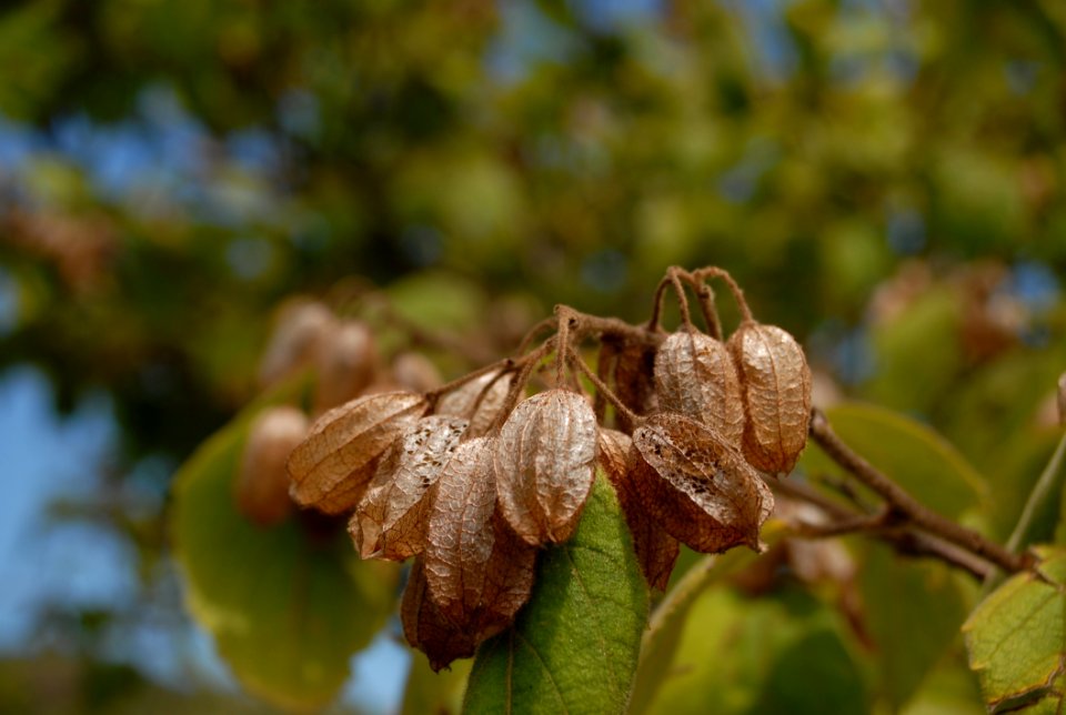 Leaf Flora Close Up Macro Photography