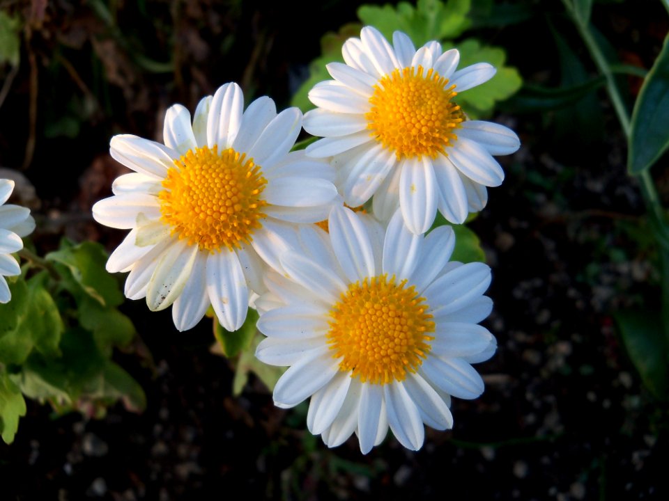 Flower Oxeye Daisy Plant Chamaemelum Nobile