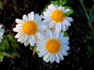 Flower Oxeye Daisy Plant Chamaemelum Nobile