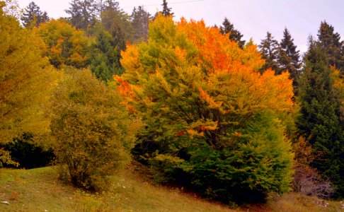Temperate Broadleaf And Mixed Forest Ecosystem Tree Vegetation photo