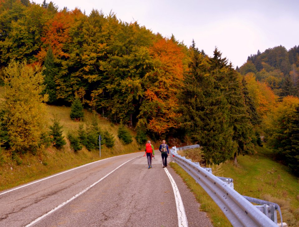 Road Nature Path Autumn