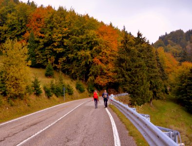 Road Nature Path Autumn photo